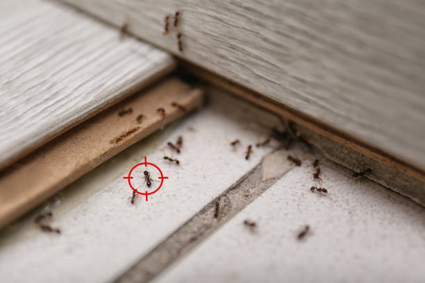 Best Insect Control  in South Shore, KY