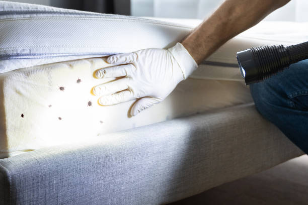 Wasp Removal Services in South Shore, KY