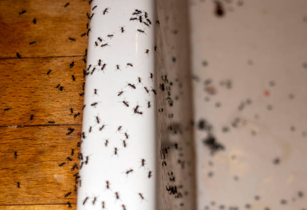 Best Pest Prevention Services  in South Shore, KY