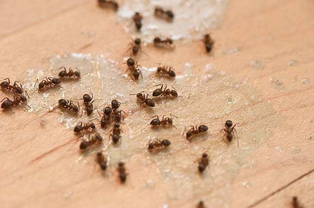 Best Best Pest Control Companies  in South Shore, KY
