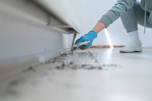 Best Pest Removal Services  in South Shore, KY